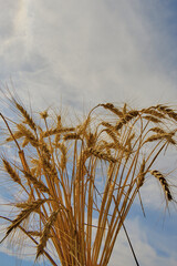 a bunch of wheat ears on the sky background