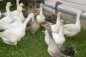 geese in the farm