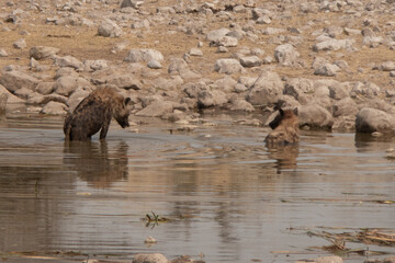 Two spotted hyaena lying in a waterhole at Etosha National Park, Namibia.