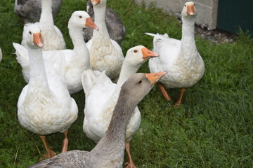 geese in the park