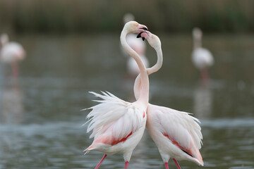 Greater Flamingo Phoenicopterus roseus from Camargue, southern France