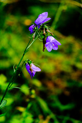 Fleur d&rsquo;&eacute;t&eacute; 