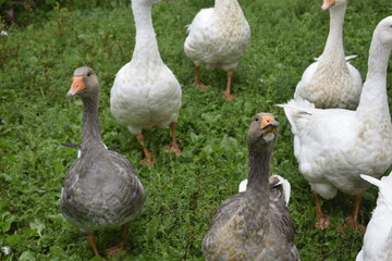 geese in the park