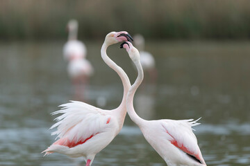 Greater Flamingo Phoenicopterus roseus from Camargue, southern France