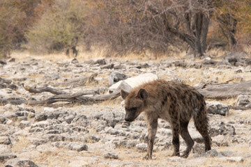 A spotted hyaena walking in the bushveld at Ethosha National Park, Namibia