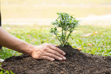 The young man's hands are planting young seedlings on fertile ground, taking care of growing plants. World environment day concept, protecting nature