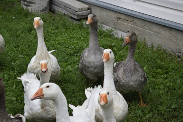 Obraz premium goose, bird, duck, geese, farm, animal, nature, grass, birds, water, poultry, feather, animals, beak, agriculture, feathers, domestic, fowl, wildlife, swan, farming, waterfowl, couple, lake, summer