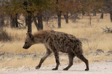 Naklejka na ściany i meble A spotted hyaena walking in the bushveld at Ethosha National Park, Namibia
