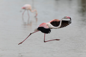 Greater Flamingo Phoenicopterus roseus from Camargue, southern France
