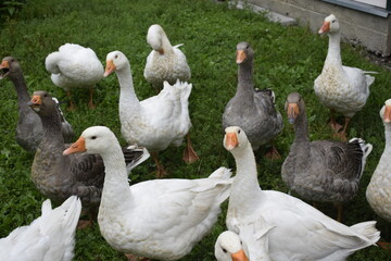 geese in the farm