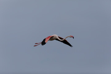 Fototapeta premium Greater Flamingo Phoenicopterus roseus from Camargue, southern France