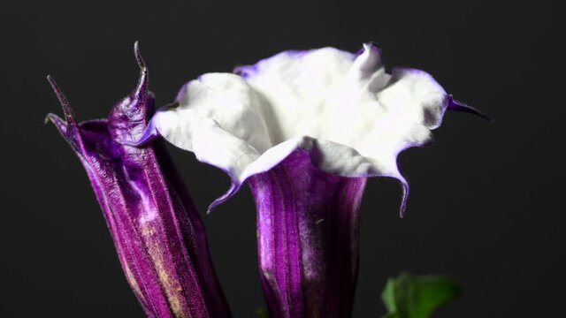 thorn apple with violet and white flower on a turn table
