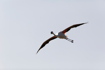Greater Flamingo Phoenicopterus roseus from Camargue, southern France