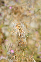Great hairy willowherb