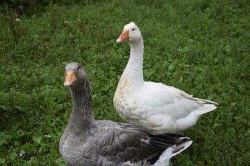 goose on the grass