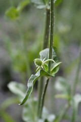 Fullers teasel