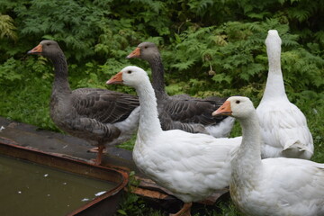 geese in the park