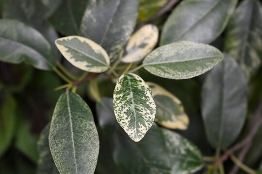 Variegated Port Jackson Fig