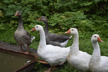 geese in the park