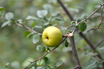 Japanese Flowering Quince