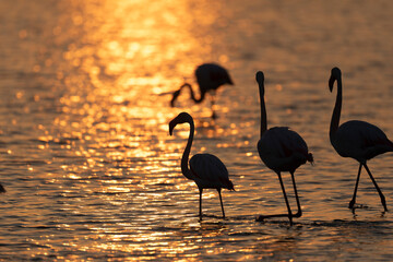 Greater Flamingo Phoenicopterus roseus from Camargue, southern France