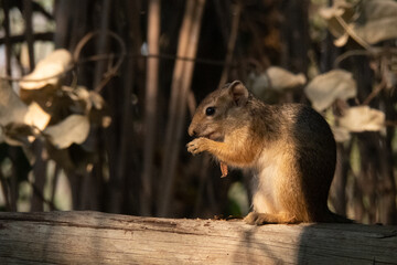 Side profile of a tree squirrel eating a nut in the shade.