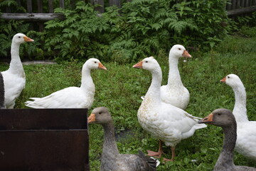 geese in the park