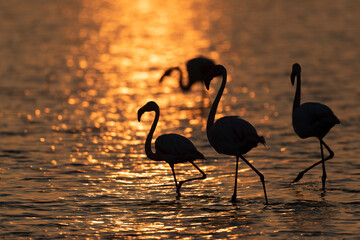 Greater Flamingo Phoenicopterus roseus from Camargue, southern France