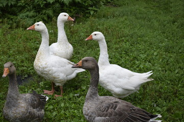 geese in the park