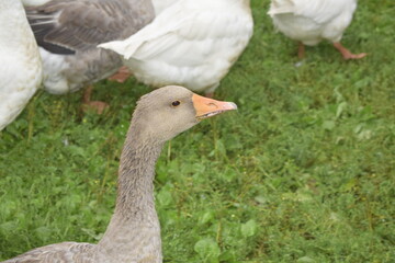 group of geese