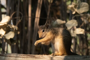 Side profile of a tree squirrel  on a branch in the shade.