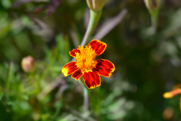 French marigold