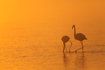 Greater Flamingo Phoenicopterus roseus from Camargue, southern France