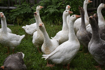 flock of geese on the lawn near the house