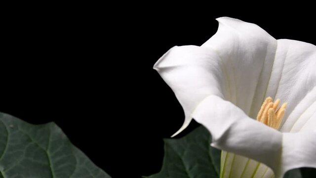 thorn apple with white flower
