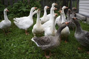 geese in the park