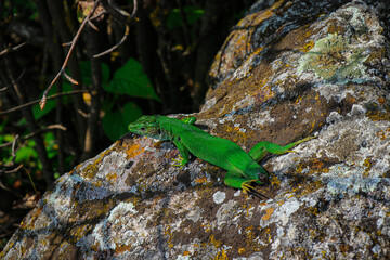 Small lizard. Green reptile. Spring time. Sunny day.