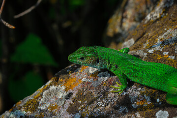 Small lizard. Green reptile. Spring time. Sunny day.
