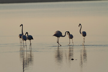 Greater Flamingo Phoenicopterus roseus from Camargue, southern France