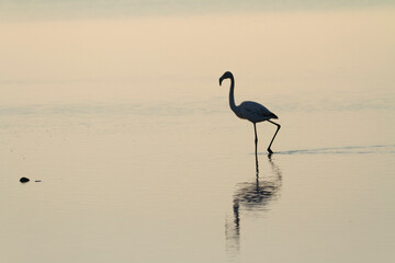 Greater Flamingo Phoenicopterus roseus from Camargue, southern France