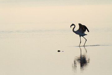 Obraz premium Greater Flamingo Phoenicopterus roseus from Camargue, southern France