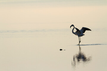 Greater Flamingo Phoenicopterus roseus from Camargue, southern France
