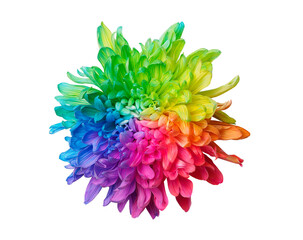 One colored chrysanthemum on white background, top view, isolated. Chrysanthemum is painted in rainbow colors. Set 1 of 5.