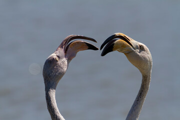 Greater Flamingo Phoenicopterus roseus from Camargue, southern France