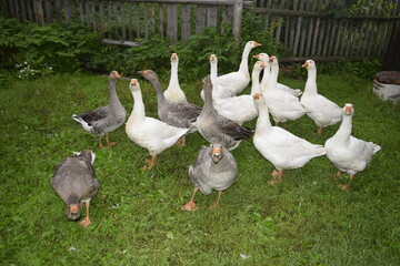 geese in the park