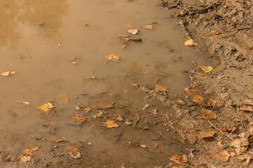 yellow leaves on the ground