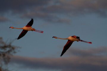 Obraz premium Greater Flamingo Phoenicopterus roseus from Camargue, southern France