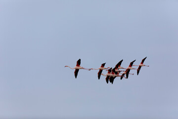 Greater Flamingo Phoenicopterus roseus from Camargue, southern France