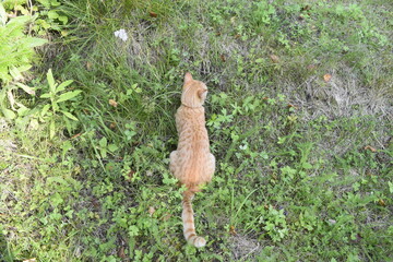 cat playing in the grass