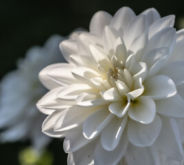 Dalia (Dahlia) biała zdjęcie kwiatu w pełnym rozkwicie, zdjęcie macro - obrazy, fototapety, plakaty